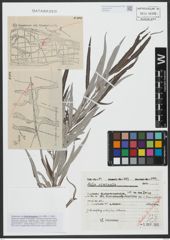 Foto von Salix viminalis L.